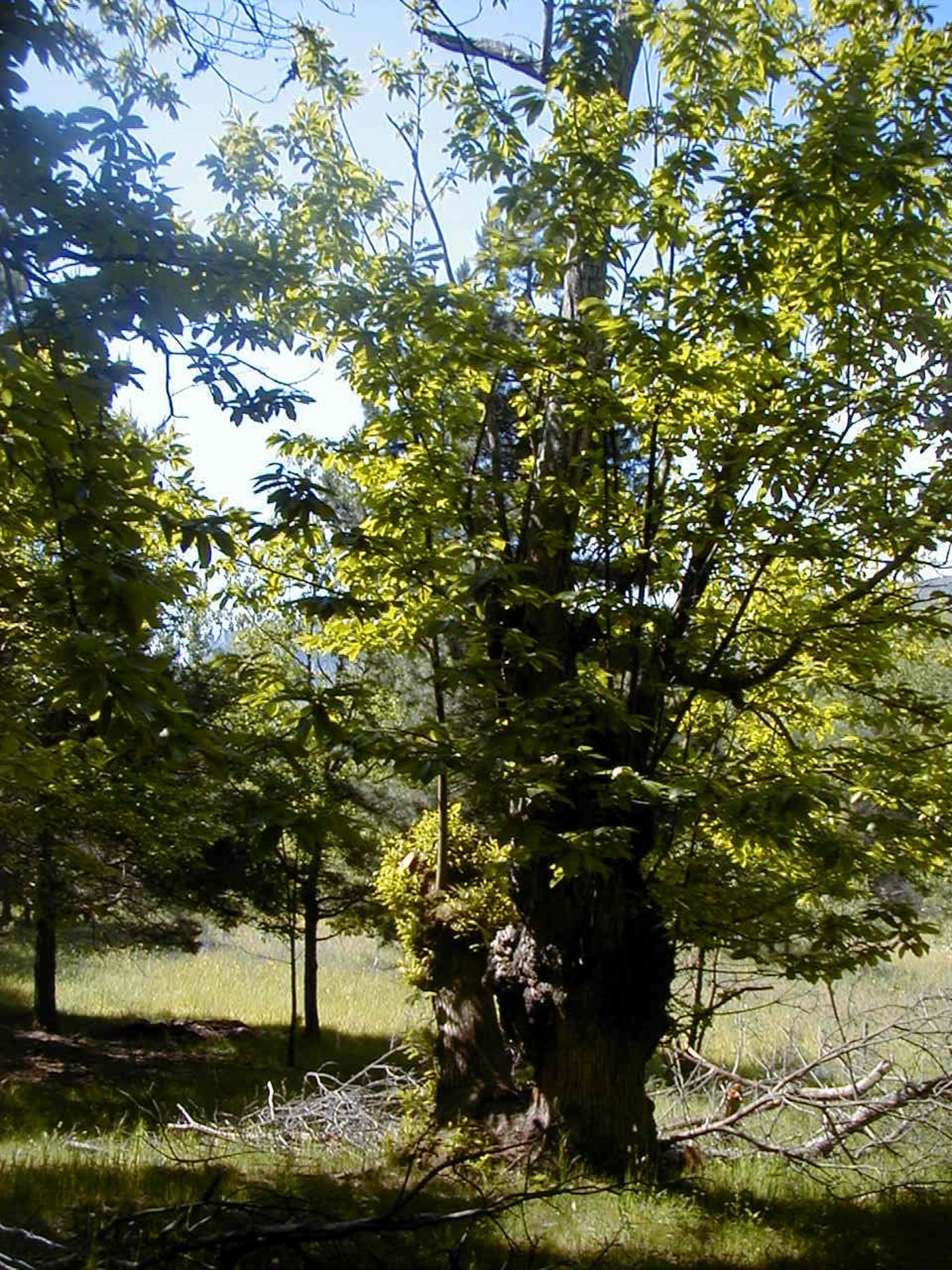 Sweet Chestnut plant